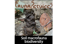 Soil macrofauna biodiversity